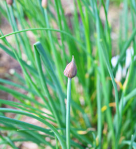 Chives perennial herb, similar in flavor to green onions.