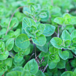 Fresh oregano in perennial herb garden