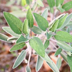 Fresh sage in perennial herb garden