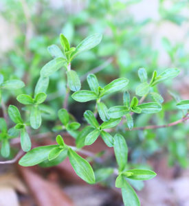 Winter savory perennial herb, great for beans and soups